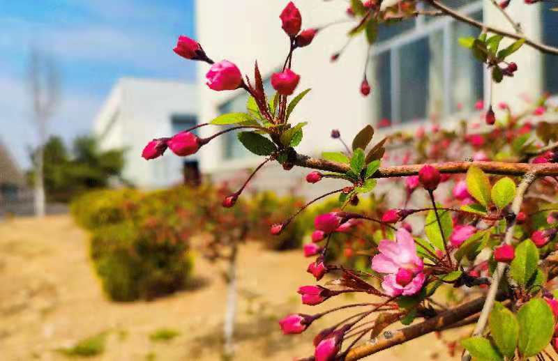 杆质量部 董镇菡E316 人世四月天，大理道海棠花海。枝间新绿一重重，小蕾深藏数点红。敬重芳心莫轻吐，且教桃李闹春风。.jpg