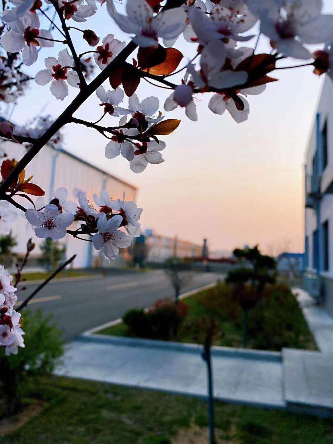 春日余晖 合乐HL8曲轴二部三车间H677 白贝 黄昏太阳收起耀眼的光线，为那万里无云的天空投上一抹金黄色，与春日枝头下的花朵交相呼应，形成了自然的相框，将这美景定格在了这一刻。正所谓北方有尤物，念尔在黄昏。.jpg