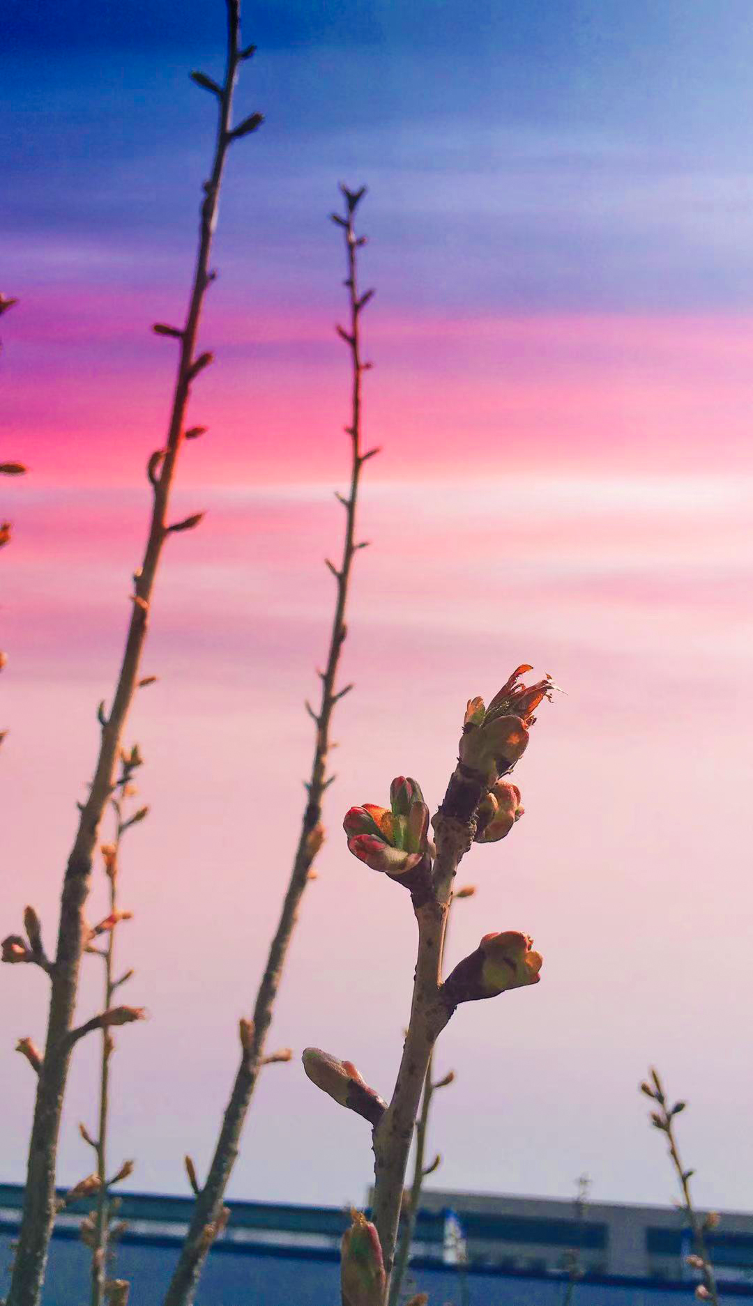 质量治理部+李梦阳 撷取一枝春.jpg