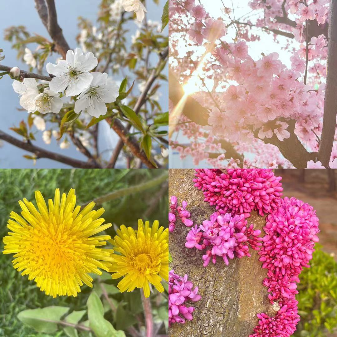 生产运营治理部+王阳+作品说明： 你热爱这天下的一切 好比风触摸耳朵的温度 树木站立的姿势 一朵花期待另一朵花开的信仰 愿煦风和日 永远卫护着可爱的你 愿你带着满心的春笑回来.jpg